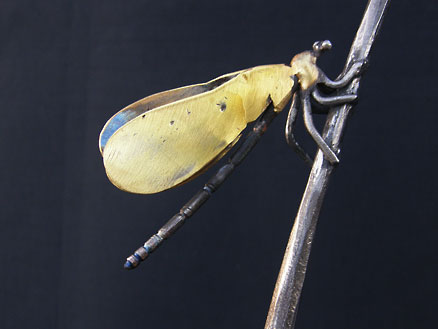 Damselfly