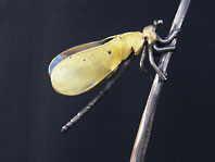 Damselfly